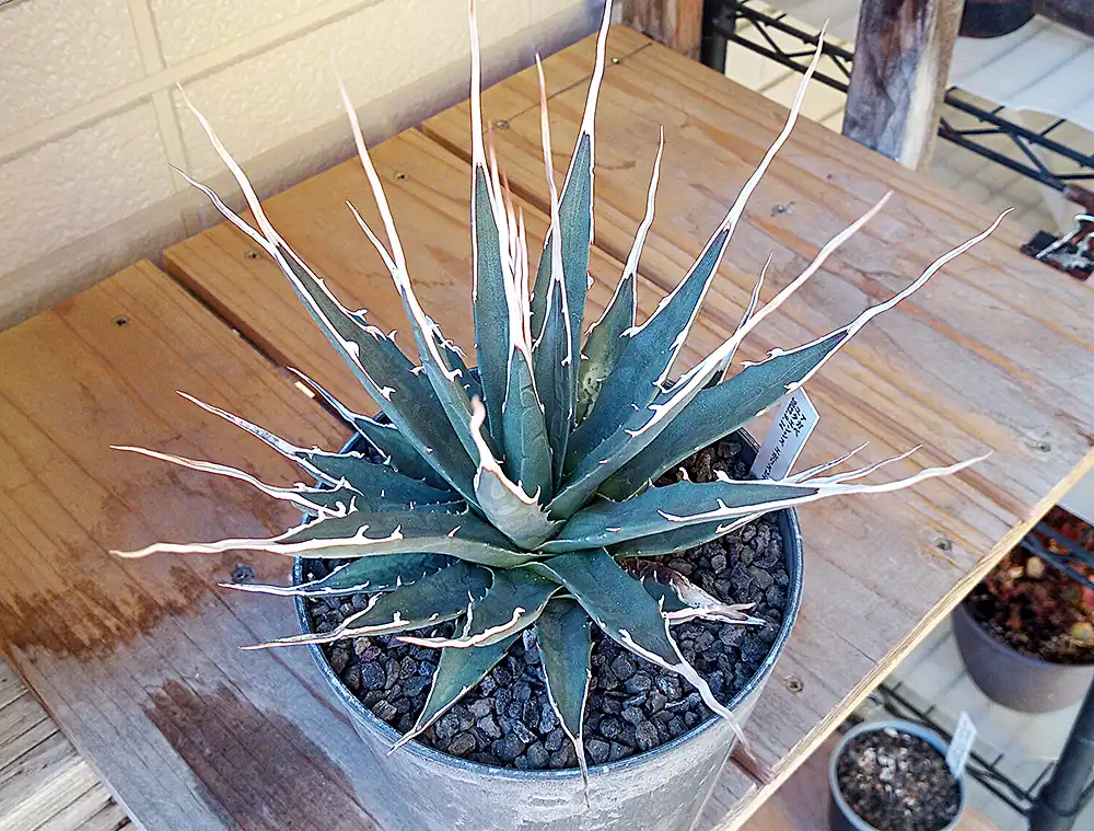 アガベ・ユタエンシス・エボリスピナ