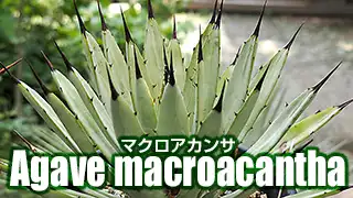 アガベ マクロアカンサ（Agave macroacantha）実生からの成長