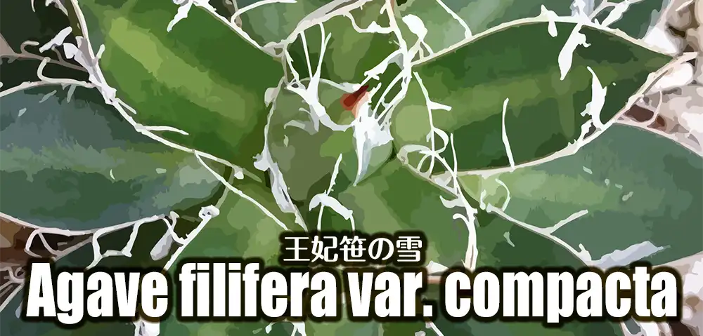 アガベ 王妃笹の雪（agave filifera var. compacta）の育成記録・育て方