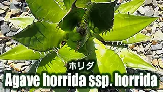 アガベ ホリダ（Agave horrida ssp. horrida）の育て方と成長記録