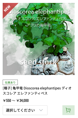 Seed Stockさんのアフリカ亀甲竜種子販売ページ