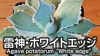 雷神・ホワイトエッジ（Agave potatorum “White edge”）