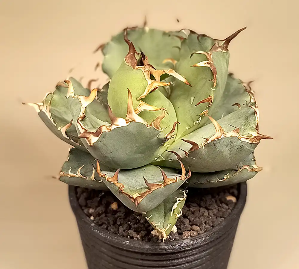 アガベ・チタノタ「黒鯨」購入と成長記録 | アガベの成長をただ記録