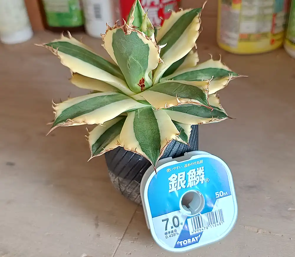 多肉植物 アガベ　チタノタ　スナグルトゥース 大子株 18株同梱 アガベ チタノタ スナグルトゥースの購入と成長記録 | アガベの成長を