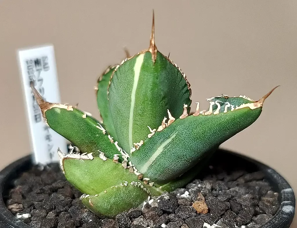 斑入り南アフリカダイヤモンド。