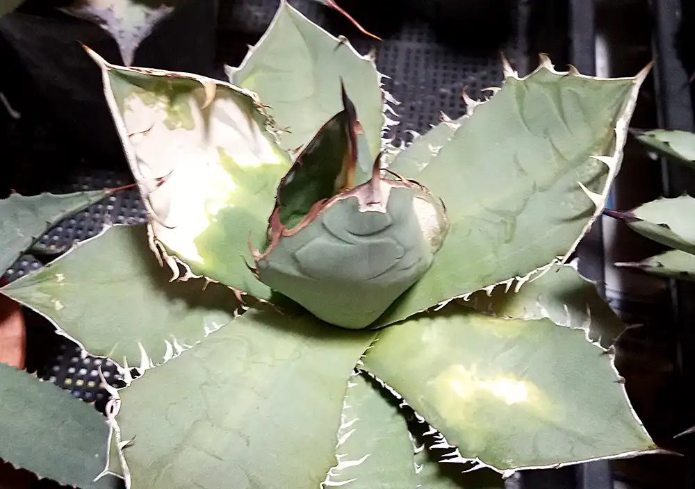 葉焼けしたオテロイ