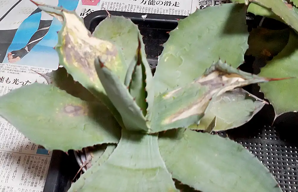 葉焼けしたピグマエア