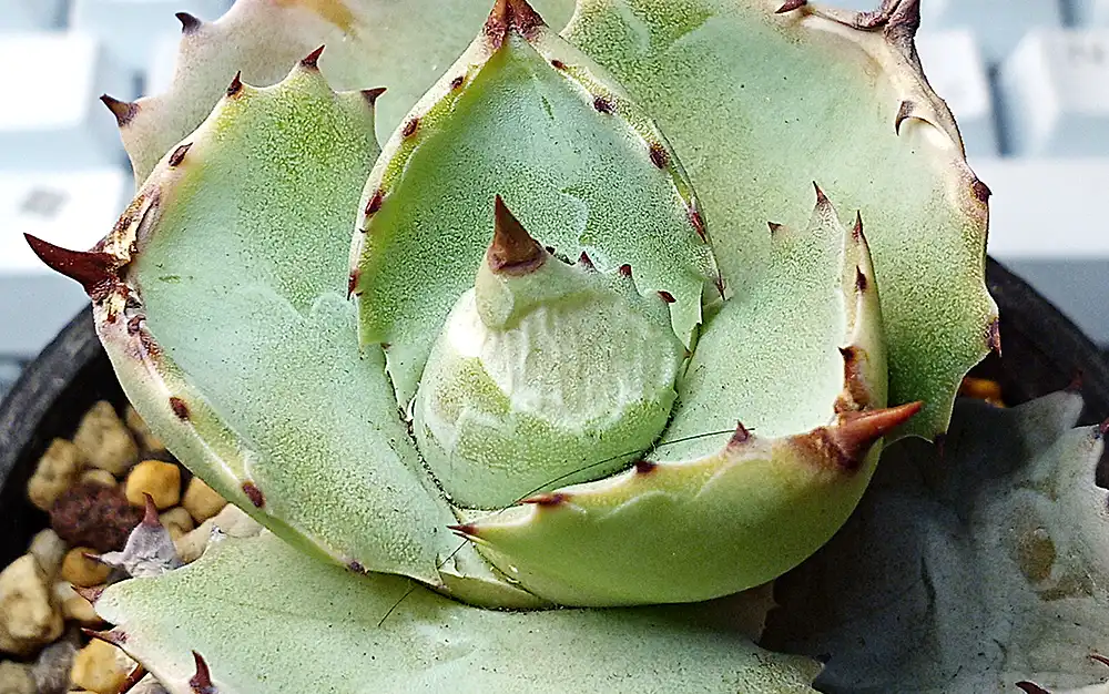 葉焼けしたイシスメンシス