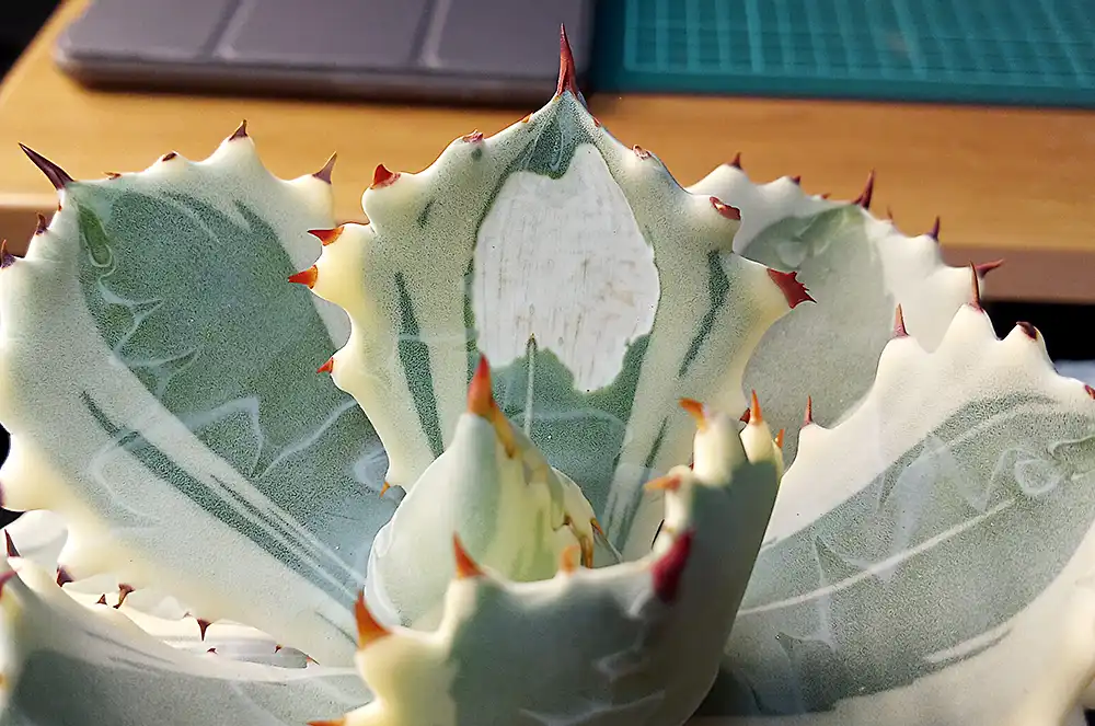 葉焼けしたカブトガニ錦