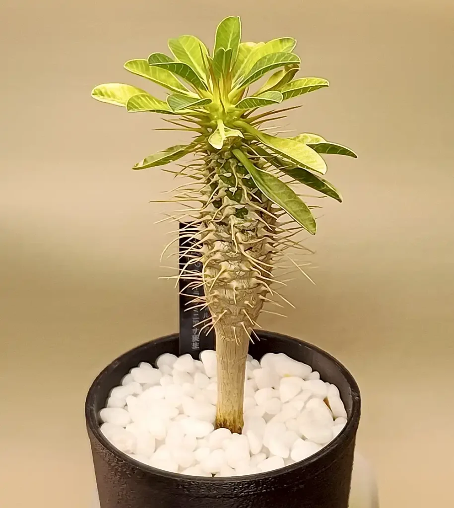 上下には少し成長しているっぽいギラウミニアナ